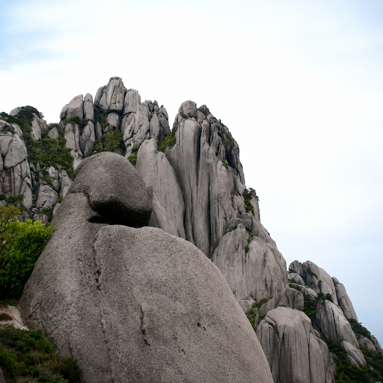 Huangshan pine tree
